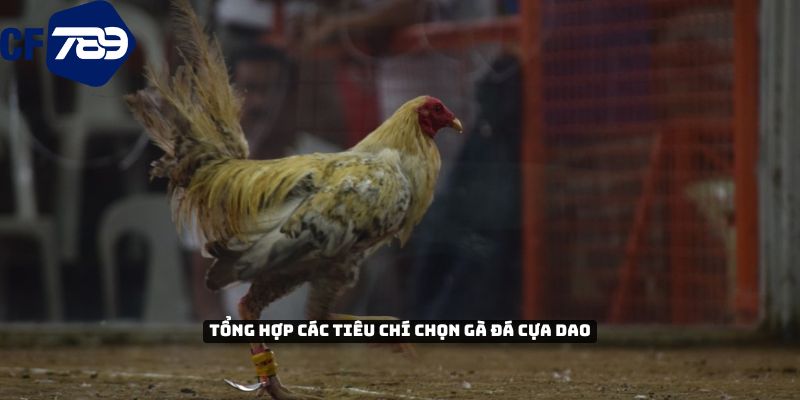 Tổng hợp các tiêu chí lựa chọn gà đá cựa dao