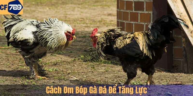 Cách Om Bóp Gà Đá Để Tăng Lực