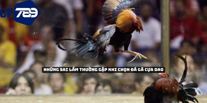 Những sai lầm thường gặp khi chọn đá gà cựa dao