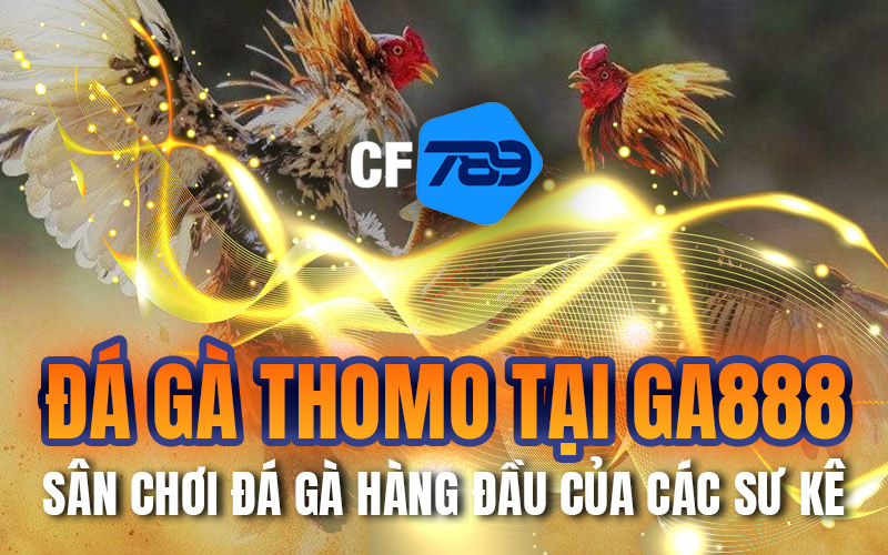 Đá Gà Thomo Tại GA888 – Sân Chơi Đá Gà Hàng Đầu Của Các Sư Kê