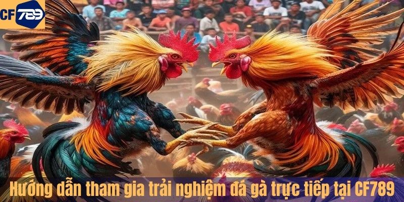 Hướng dẫn cách tham gia trải nghiệm đá gà trực tiếp tại CF789